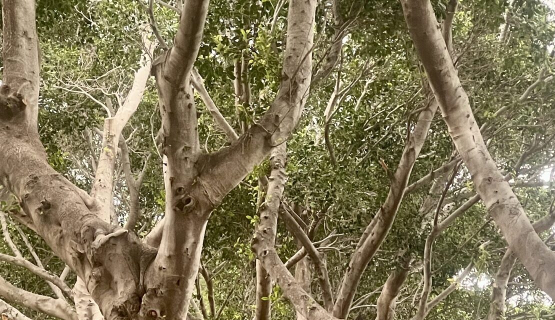 Succession Consultancy – When you have Inherited Property in Italy